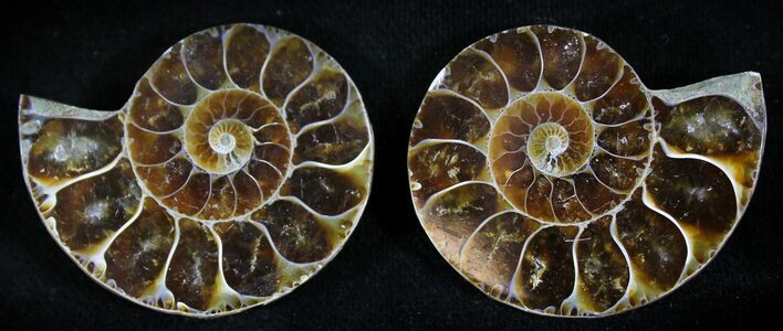 Small Desmoceras Ammonite Pair - #23808